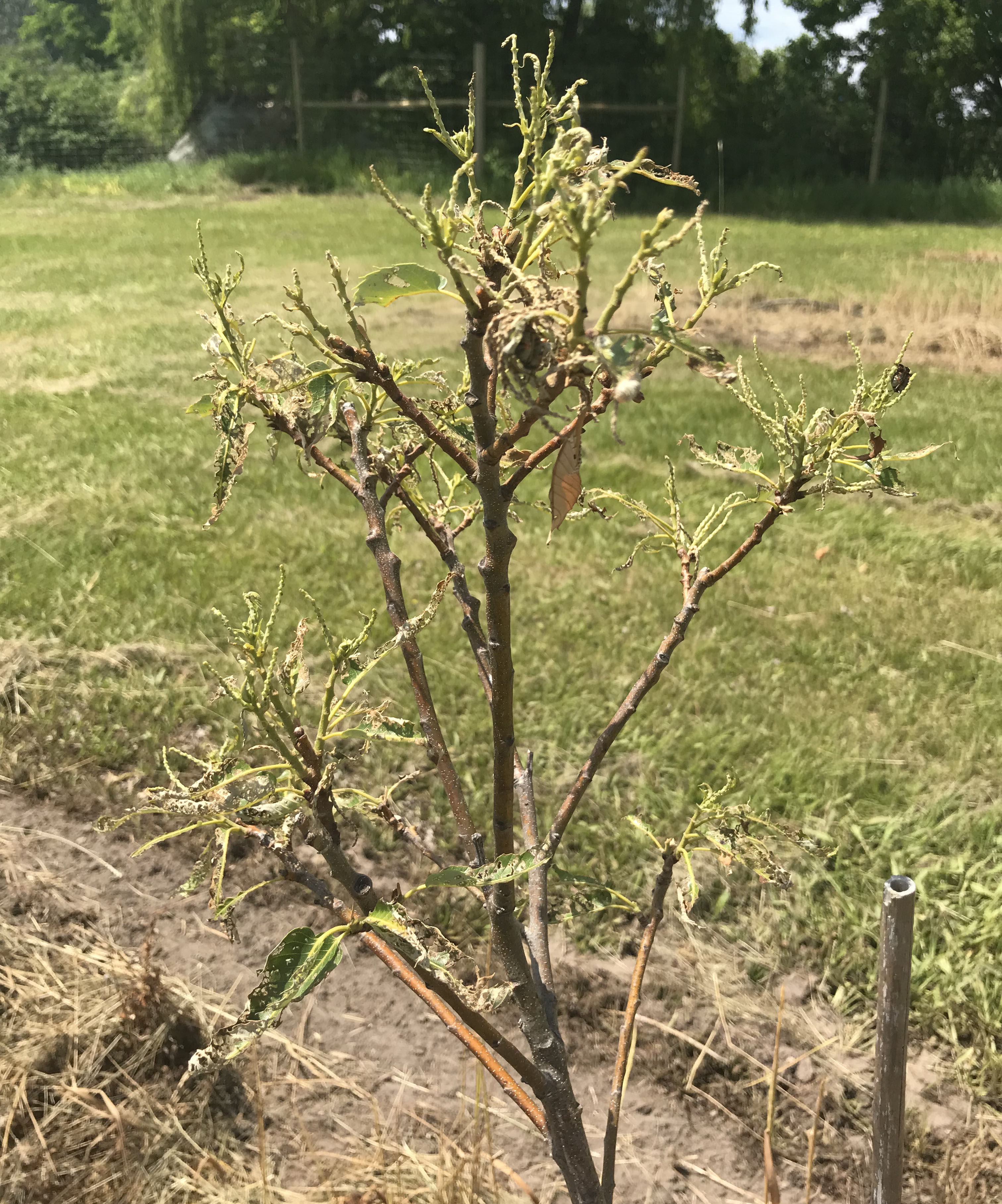 Young chestnut tree severely defoliated by Japanese beetle.